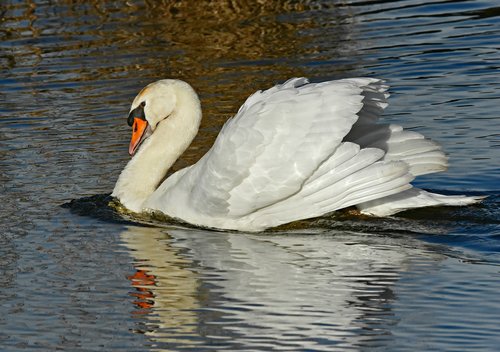 swan  water bird  animal