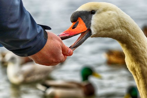 swan  feeding  hand