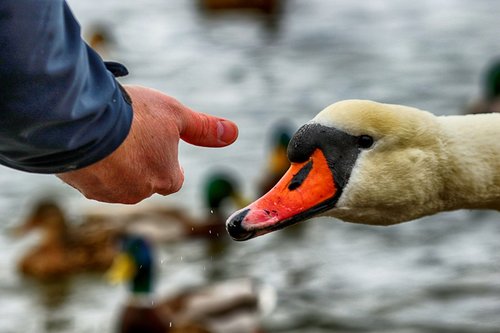 swan  feeding  hand