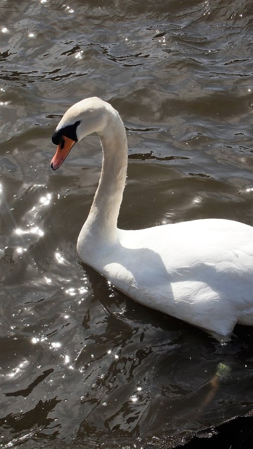 swan  bird  animal