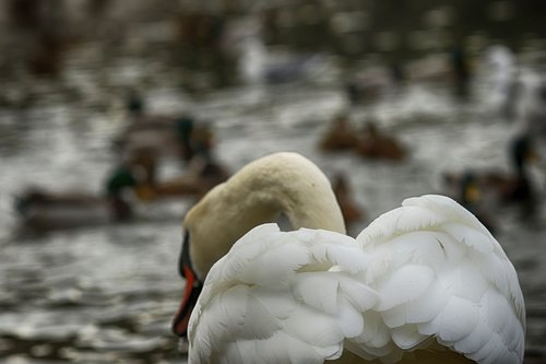 swan  nature  bird