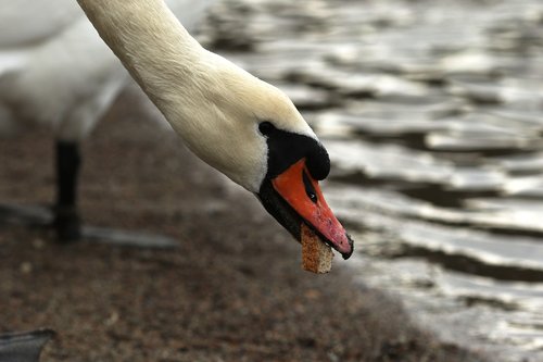 swan  eating  nature