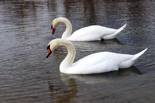 swan  romania  lake