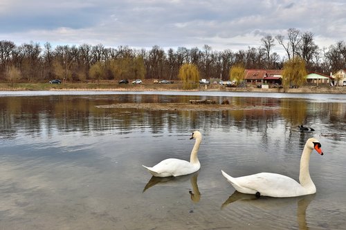 swan  romania  lake