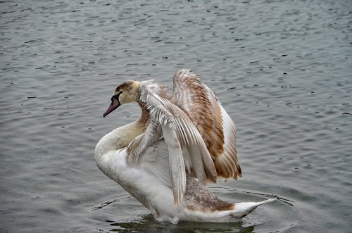 swan  lake  schwimmvogel