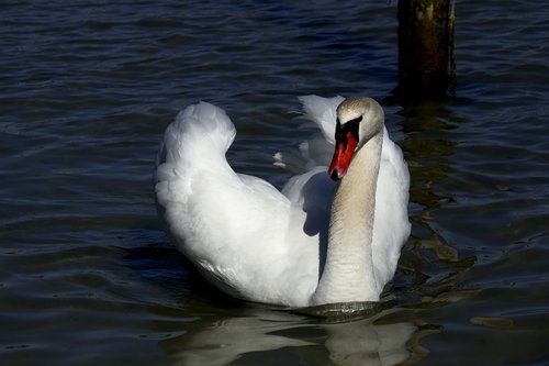 swan  animals  water