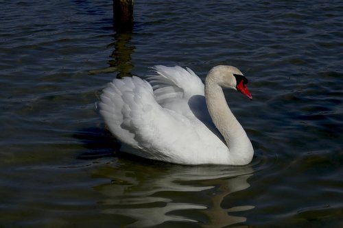 swan  animals  water