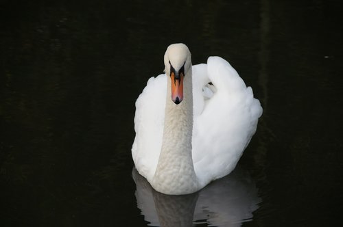 swan  water  nature