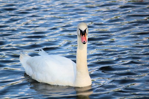 swan  bird  noble