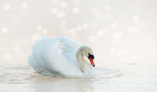 swan  white  nature