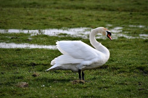 swan  close up  portrait