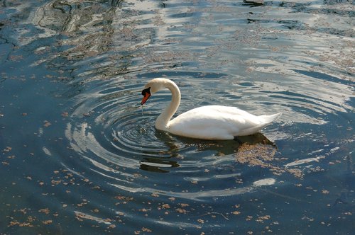 swan  swans  nature