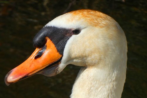 swan  head  babu