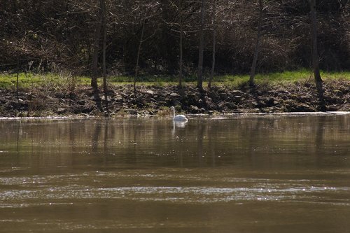 swan  water  mosel