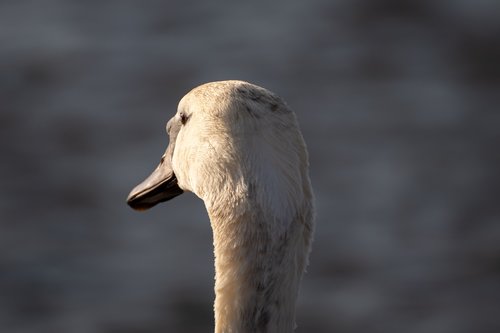 swan  young swan  portrait