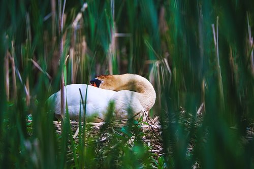 swan  nest  breed