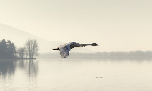 swan  fly  flying