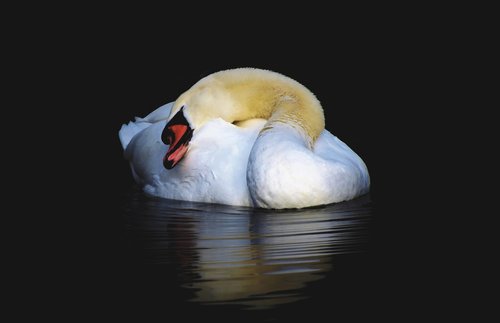 swan  water bird  schwimmvogel