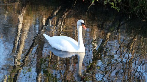 swan  water  nature