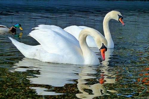 swan  water  sea