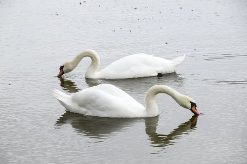 swan  bird  white