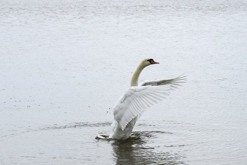 swan  bird  white