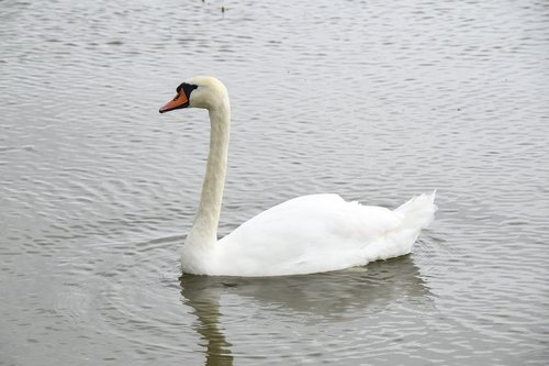 swan  bird  white