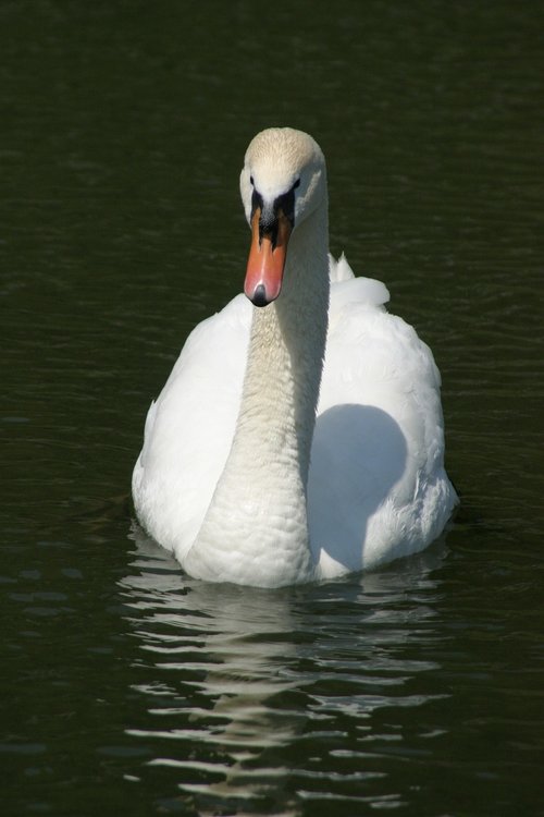 swan  bird  water