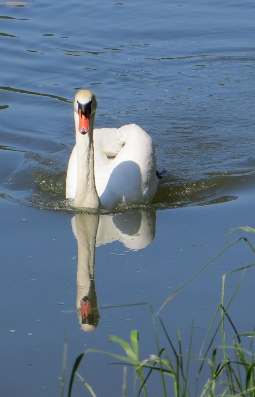 swan birds waterfowl