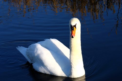swan  blue  white
