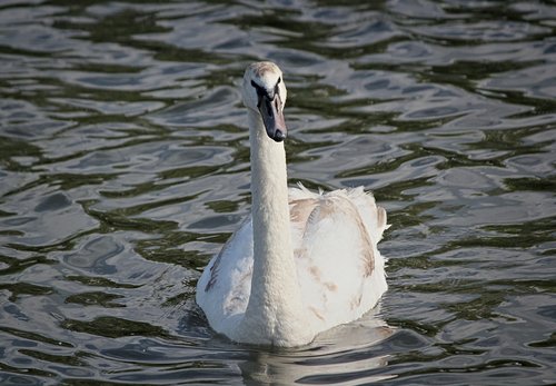 swan  large  bird