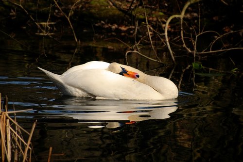 swan  bird  water bird