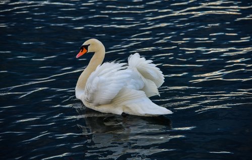 swan  lake  bird