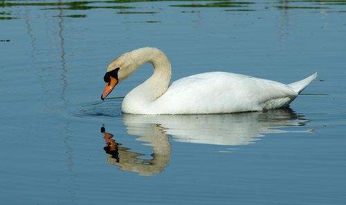 swan  bird  nature