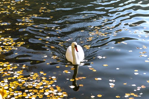 swan  kastoria  greece