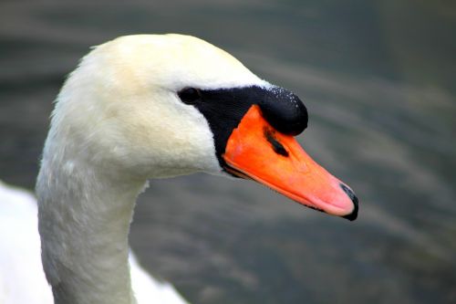 swan idyll water