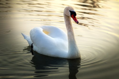 swan  bird  animal