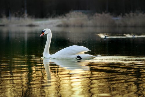 swan  bird  animal