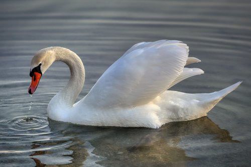 swan  bird  animal