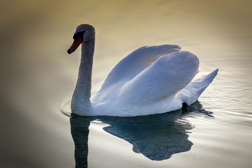 swan  bird  animal