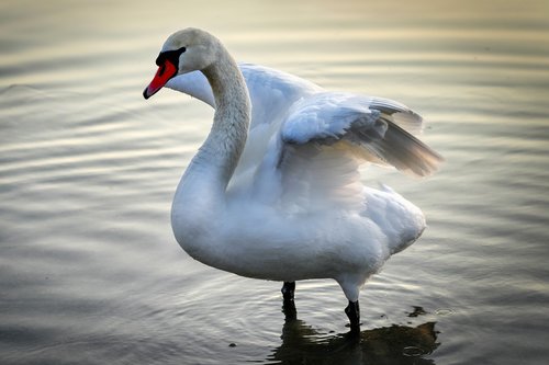 swan  bird  animal