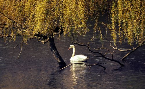 swan  pond  water