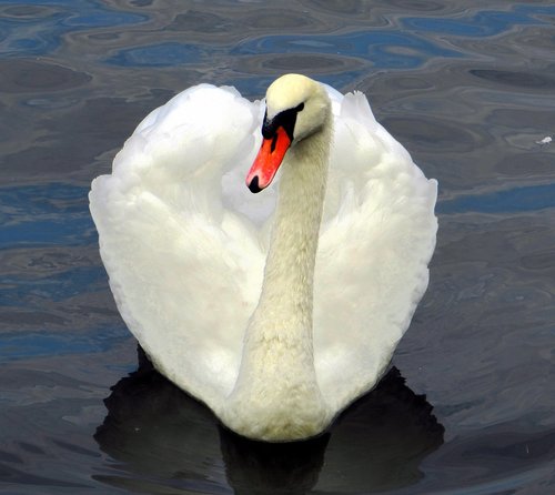 swan  colorful  water