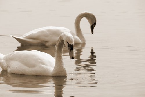 swan  swans  bird