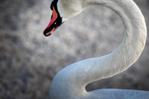 swan  neck  bird