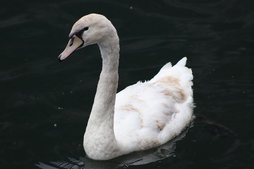 swan  white swan  elegant