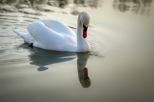 swan  water  bird