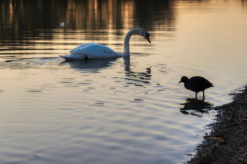 swan  water  bird