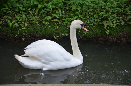 swan  bird  water