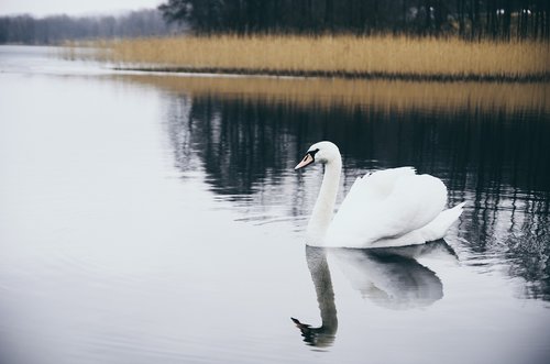 swan  bird  water